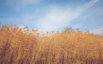 空气与风幼儿教案模板7篇